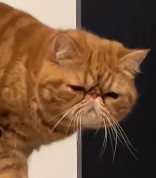 ドヤ顔の猫