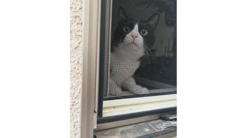 窓際にいる猫
