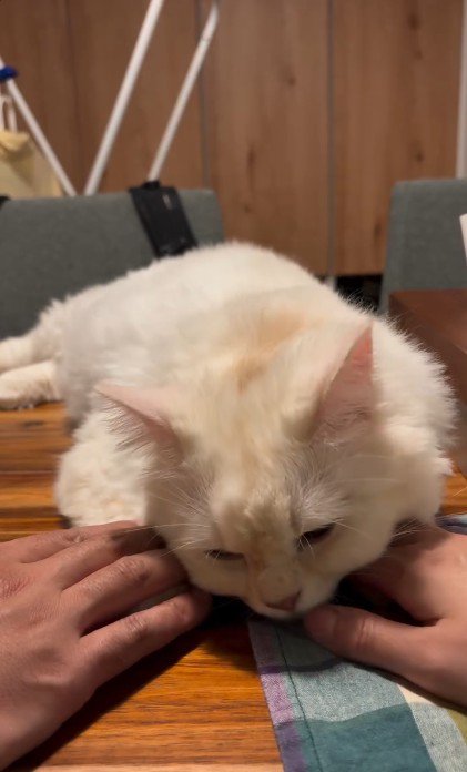 テーブルの上でくつろいでいる猫と猫に触れている人