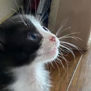 目をまん丸にして『見上げる子猫』→視線の先にいたのは……可愛すぎる瞬間に２万いいね「ムチムチとパヤパヤの共演」「怪獣だねｗ」と反響