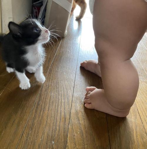 見上げる子猫と赤ちゃんの脚