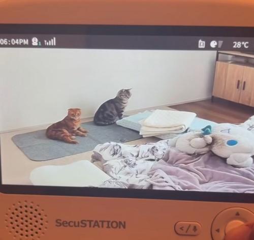 振り返る猫2
