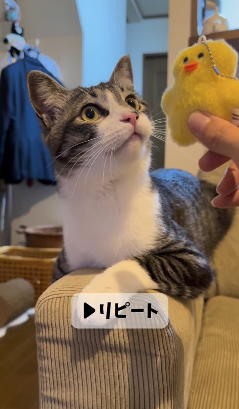ぬいぐるみの近くで耳を上げている猫「▶︎リピート」