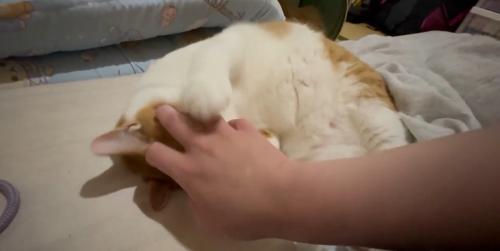 飼い主の手をつかむ猫