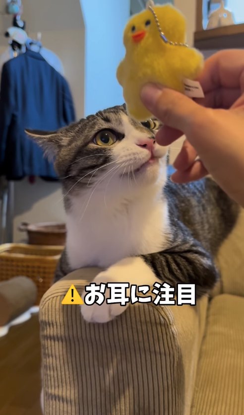 ぬいぐるみを見つめている耳を伏せた猫