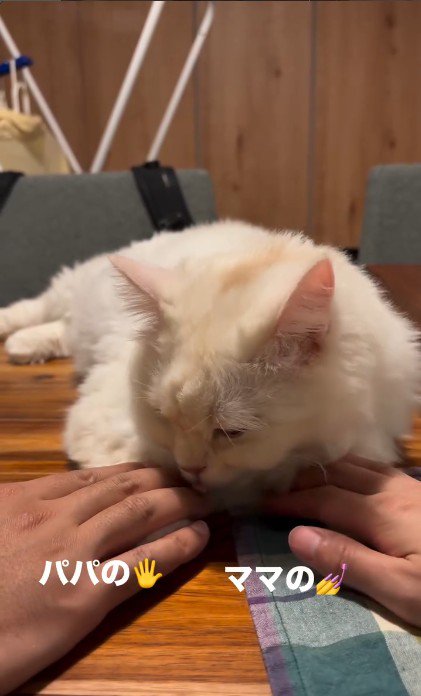 テーブルの上でくつろいでいる猫と猫に触れている人