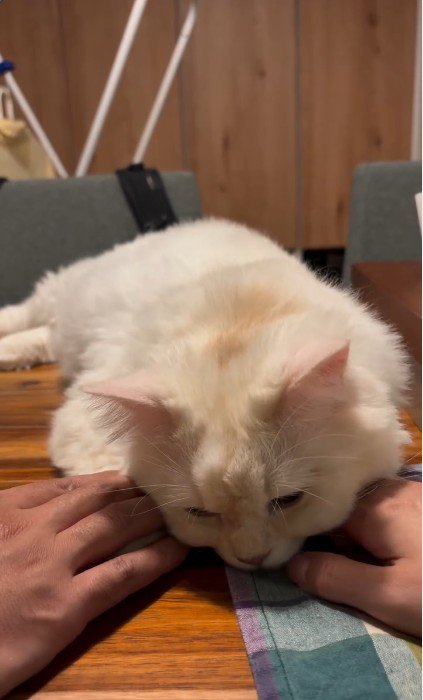 テーブルの上でくつろいでいる猫と猫に触れている人
