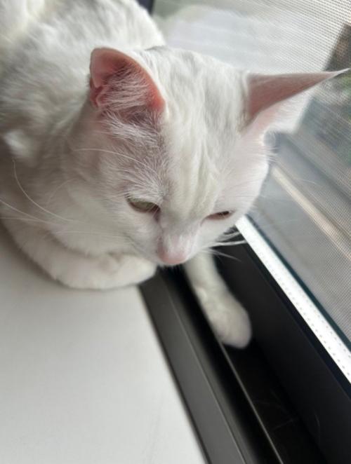 窓際にいる猫