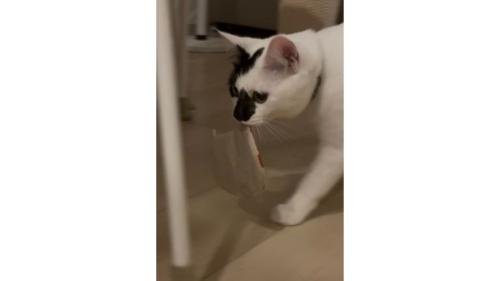 コースターを運ぶ猫