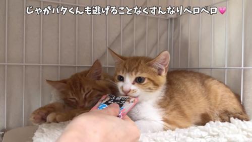 やきそばくんとじゃがバタくん
