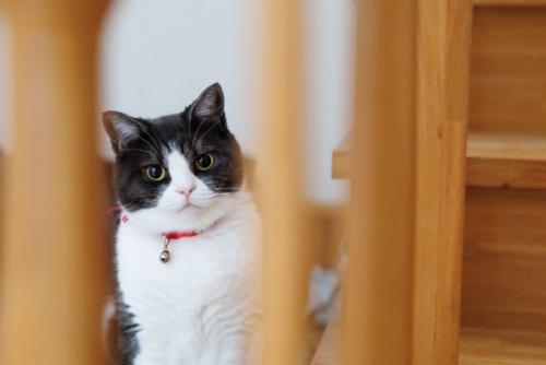 隙間から覗く猫
