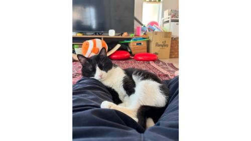 添い寝する猫