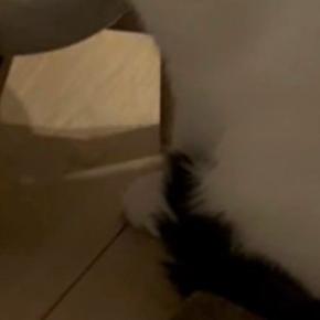飼い主お気に入りの『コースター』を運んできた猫…笑ってしまう『遊びの様子』に１万いいね「トドメを刺してる」「自分以外の水玉は許すまじ」
