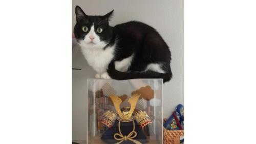 兜の上の猫
