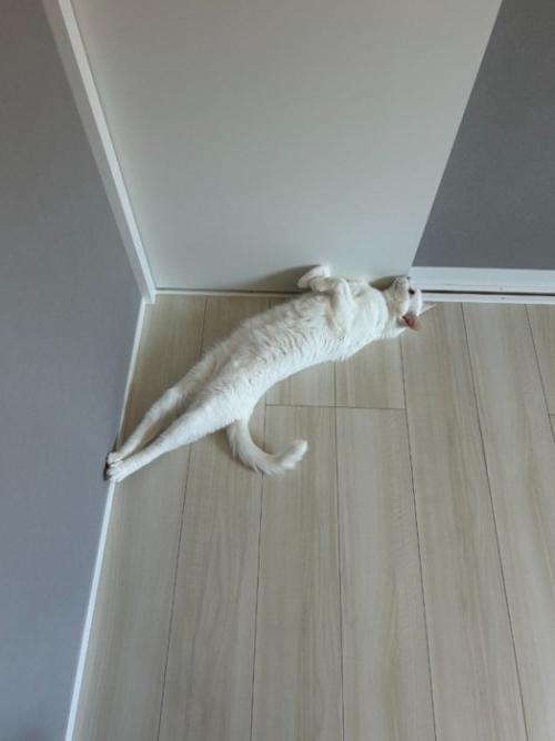伸びる白猫