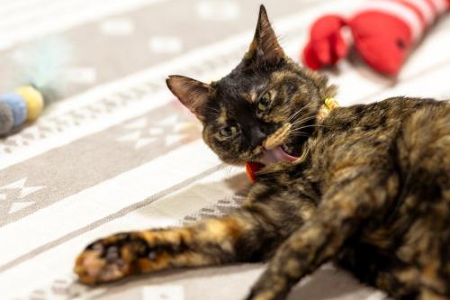 寝転がるサビ猫