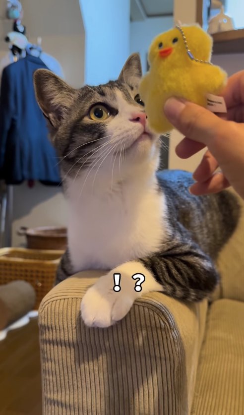 ぬいぐるみの近くで耳を上げている猫「！？」