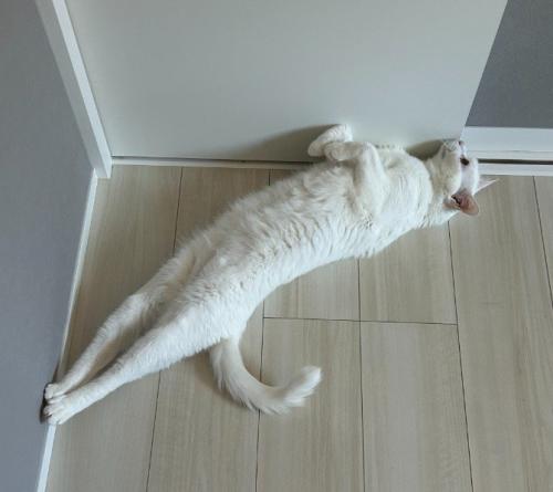 伸びる白猫(アップ)