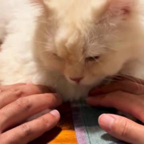 テーブルの上でくつろぐ猫→パパとママがおててに触れてみたら…とんでもなく可愛い『リアクション』が18万再生「羨ましい」「やってみよｗ」