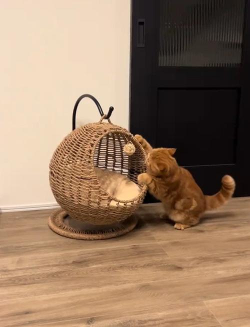 キャットハウスに触る猫