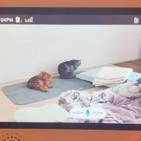 部屋でくつろぐ2匹の猫→ベビーモニター越しに『声をかけてみた』結果…まさかの反応が147万再生「姿勢正してて草」「ニョキッｗ」と爆笑