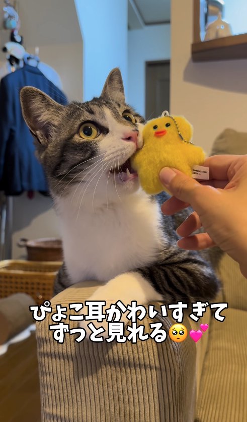 ぬいぐるみを齧っている猫「ぴょこ耳かわいすぎてずっと見れる」
