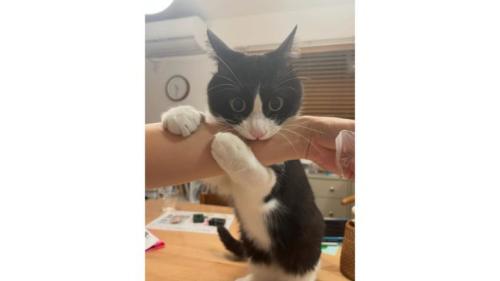 甘噛みする猫