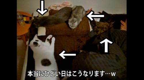 ベッドに集まる猫達