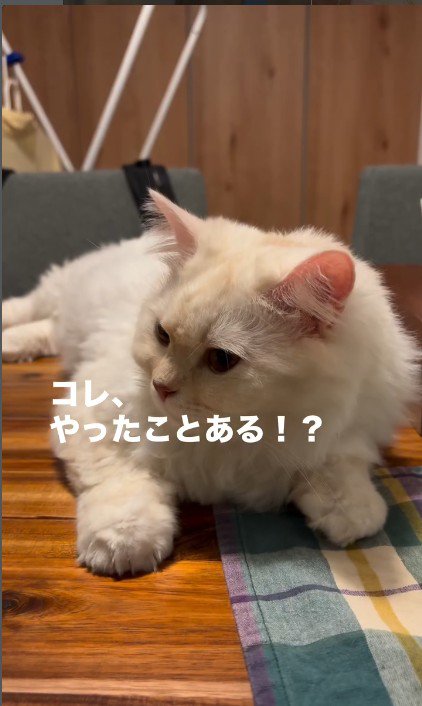 テーブルの上でくつろいでいる猫