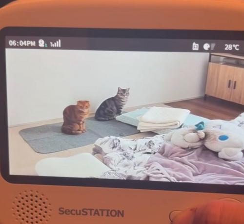 ベビーモニターに映る猫