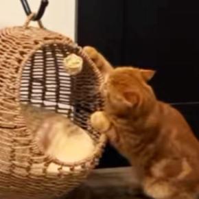 猫がキャットハウスの中でくつろぐと思ったら…まさかの『使い方』と『表情』に爆笑の声続出「ぷるぷるしてるｗ」「教えてあげたいｗｗ」