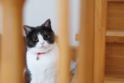 遠目から見つめる猫