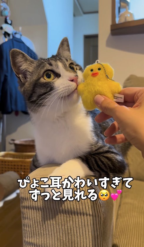 ぬいぐるみを口元に押し当てられた猫