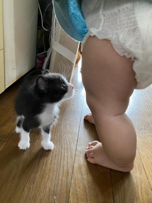 見上げる子猫と赤ちゃんの脚