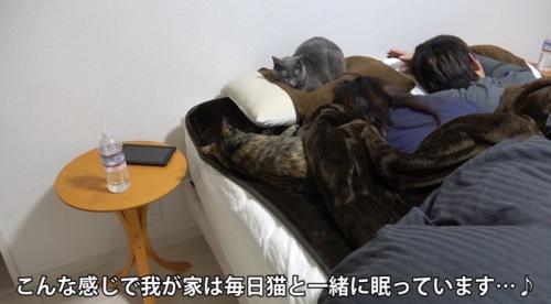 ベッドに集まる猫達