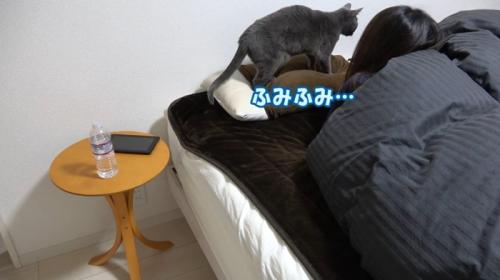 枕をふみふみしている猫