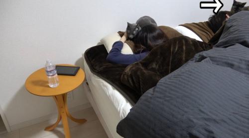 ベッドにやってくる猫