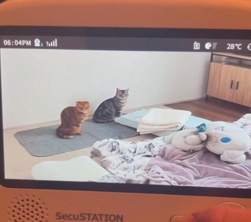 姿勢を正す猫