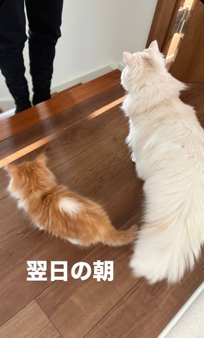 階段に立っている猫と子猫
