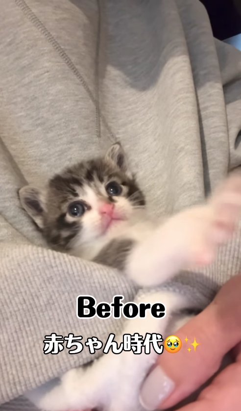 抱っこされている子猫