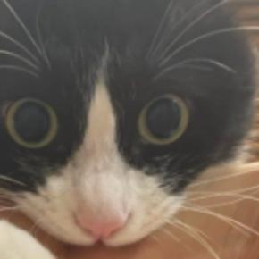 真剣な表情で『腕にしがみつく猫』を撮ったら…まるで演奏中のような『可愛すぎる光景』に７万いいね「持ち方がお上手」「ベテランの構えｗ」