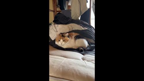正面を向いた姿