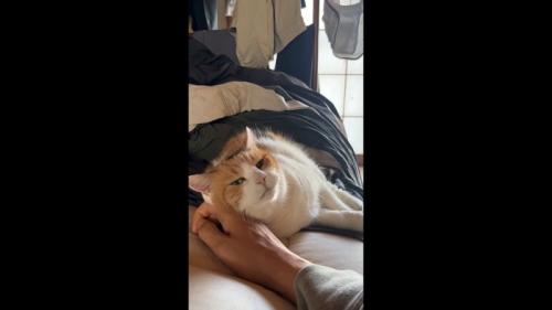 こちらを向いた姿