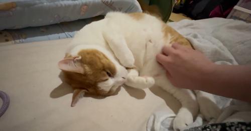なでられる猫