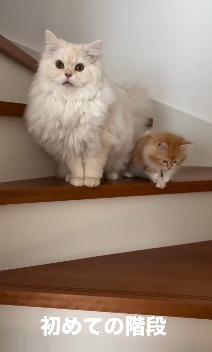 階段に立っている猫と子猫