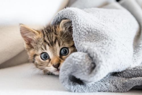 毛布の中の子猫