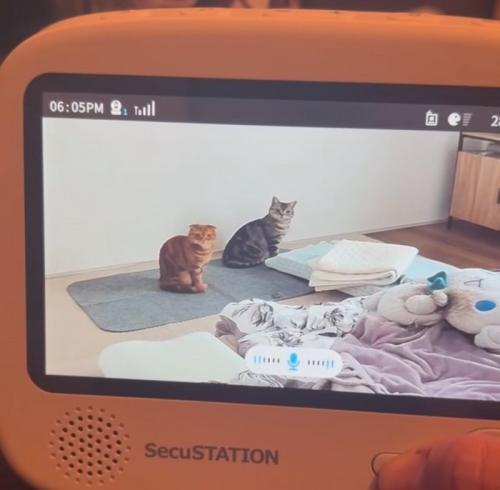顔を上げる猫