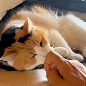布団の上でくつろぐ三毛猫→近づいてみたら、次の瞬間…悶絶必至の『あざとすぎる行動』が11万再生「反則やんそんなん」「甘えん坊モード」