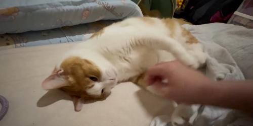 飼い主の手をつかむ猫