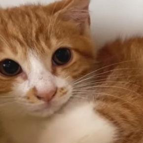 シャーシャーと威嚇がすごかった保護子猫たち→約２週間が経つと…まるで別猫のような